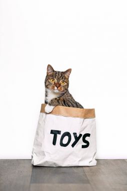 Komik çizgili kedi dışarı-in merakla kağıt el sanatları paket yazıt oyuncaklar ile görünüyor. Komik hayvanlar evde.