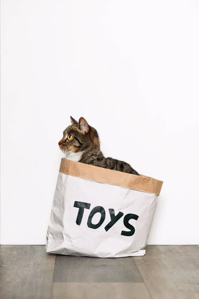 Funny cat sitting in a paper package with the inscription toys. Funny pets playing at home.