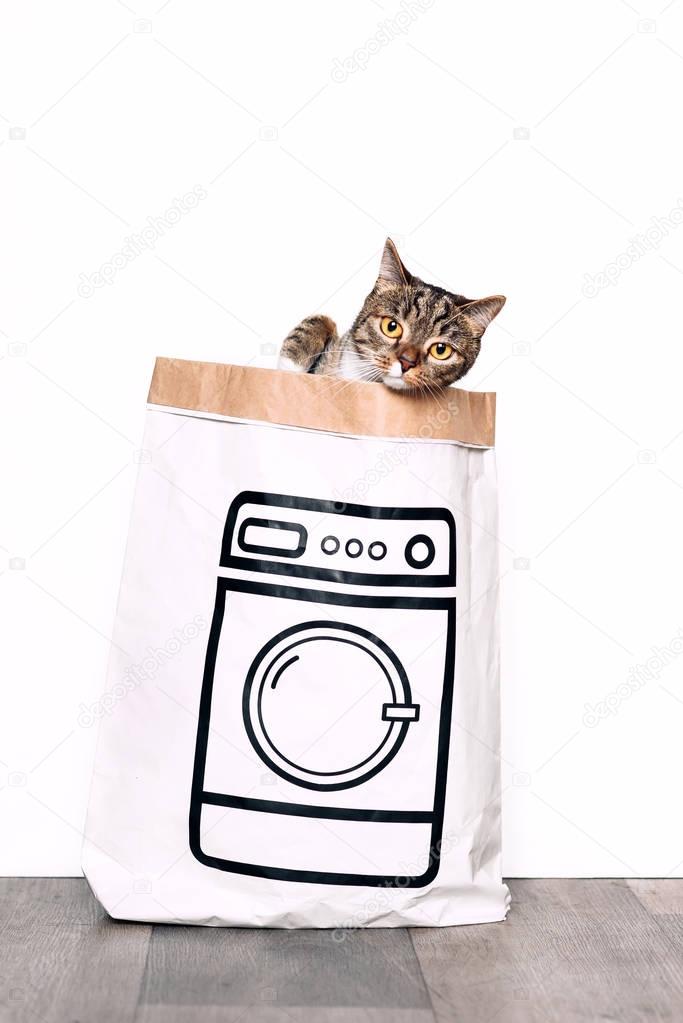 Funny cat jumps out from a paper bag with a picture of the washing machine. Funny pets playing at home.