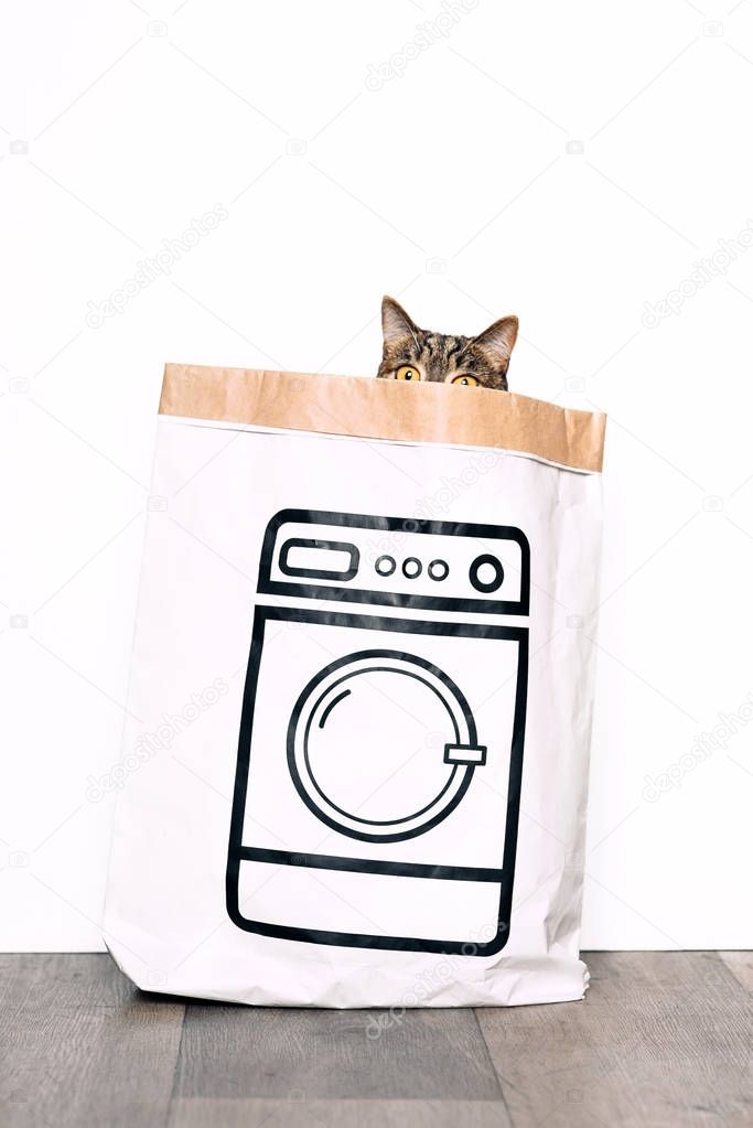 Funny cat looks out of curiosity from a paper bag with a picture of the washing machine.  Funny pets playing at home.