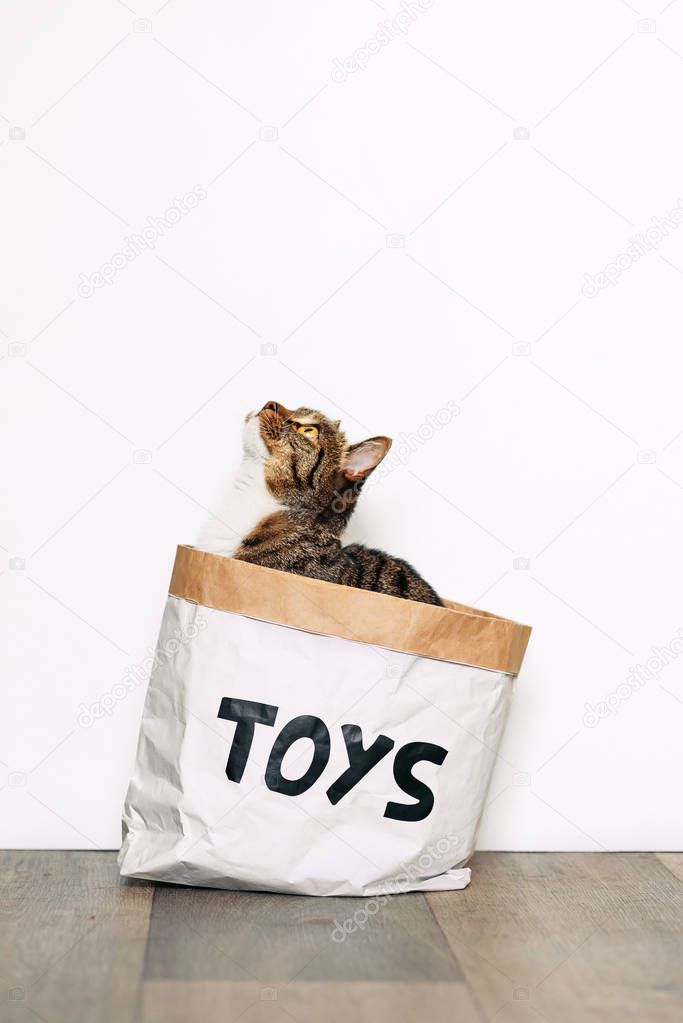 Funny cat sitting in a paper package with the inscription toys. 