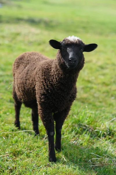 Little black lamb grazing on the meadow on Madeira Island. — Stock Photo, Image