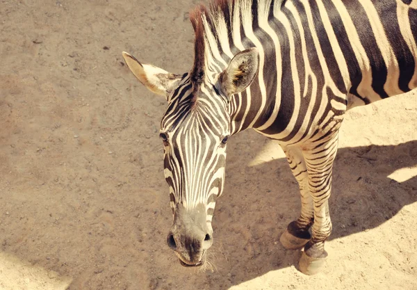 Ein Zebra-Porträt — Stockfoto