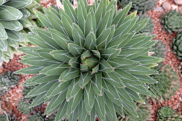 Cactus tuin selectieve aandacht, Thailand — Stockfoto