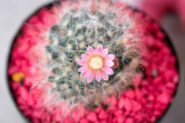 Belle fleur de cactus avec foyer sélectif — Photo