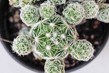 Seçici odak ile güzel kaktüs