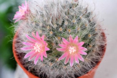 Seçici odak ile güzel kaktüs çiçek