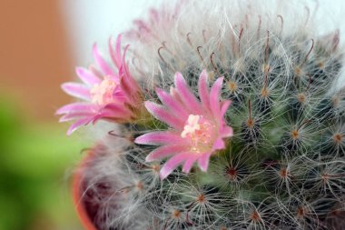 Seçici odak ile güzel kaktüs çiçek