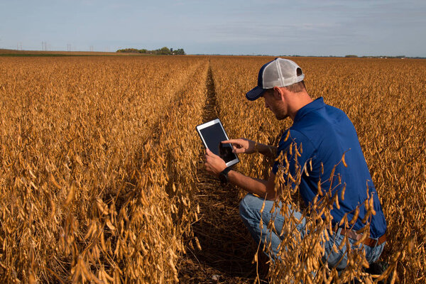 Farmer Inspecting Soybean Field with Tablet