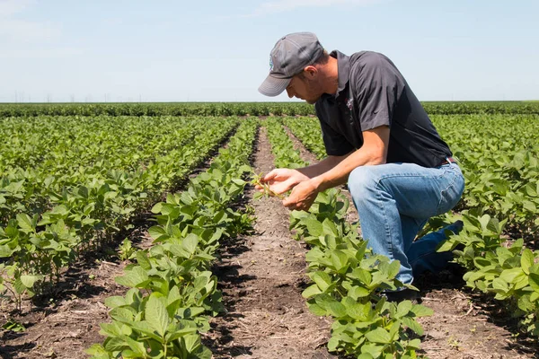 Agronomista Usando um Tablet em um Campo Agrícola — Fotografia de Stock