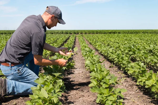 Agronomist Using a Tablet in an Agricultural Field — Stock Photo, Image