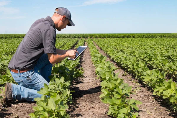 Agronomiste utilisant une tablette dans un champ agricole — Photo