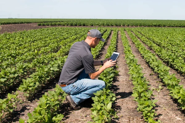 Használ egy tabletta, egy mezőgazdasági területen agronómus — Stock Fotó