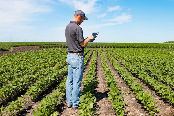 Használ egy tabletta, egy mezőgazdasági területen agronómus — Stock Fotó