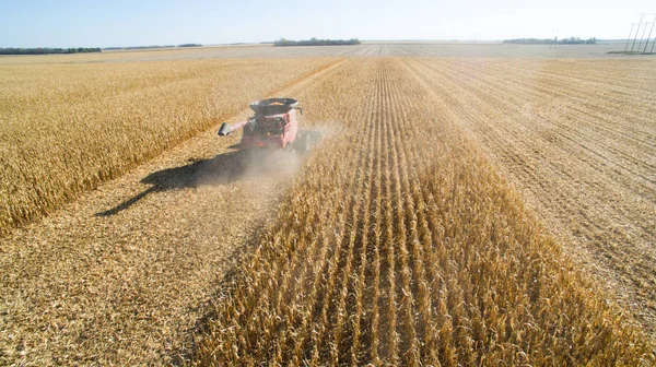 Légifotó a betakarítás kukorica kombájn — Stock Fotó