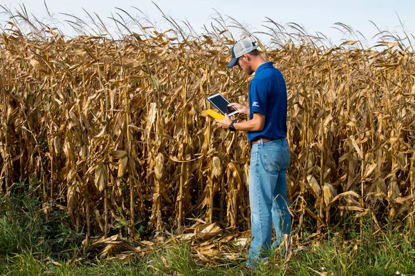 Agronomista Inspecionando Colheita Com Comprimido — Fotografia de Stock