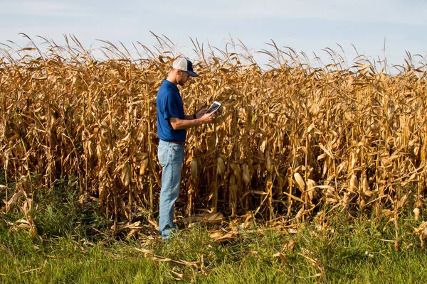 Agronomista inspecionando a colheita de milho com um tablet — Fotografia de Stock
