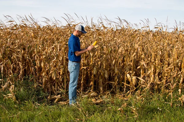 Agronomista inspecionando a colheita de milho com um tablet — Fotografia de Stock