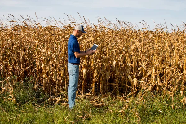 Agronomista inspecionando a colheita de milho com um tablet — Fotografia de Stock