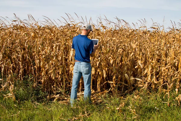 Agronómus megvizsgáló kukorica termés egy tabletta — Stock Fotó