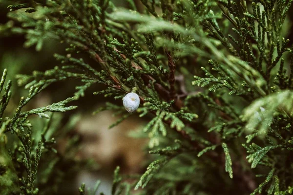 Yalnız berry erken kış bir şube