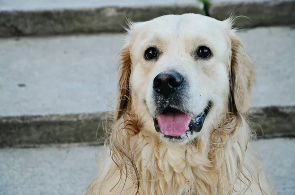 Güzel köpek oturur ve oturarak dogbeautiful köpek mesafe içine bakıyor
