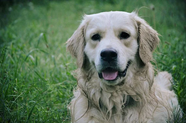 Güzel köpek oturur ve oturarak dogbeautiful köpek mesafe içine bakıyor