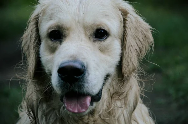 Güzel köpek oturur ve oturarak dogbeautiful köpek mesafe içine bakıyor