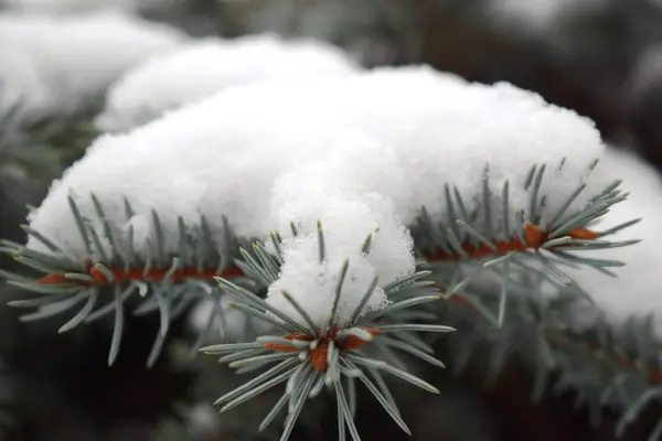 Hoarfrost ile kaplı kozalaklı dalları