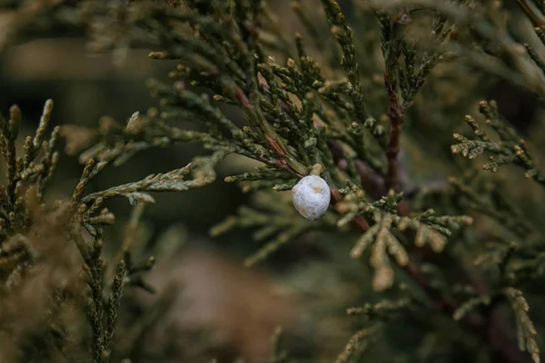 Yalnız berry erken kış bir şube