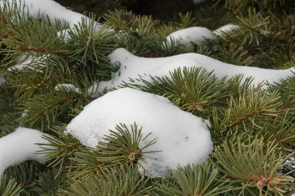 bir kürk ağacı veya çam ağacının yeşil dikenli dalları