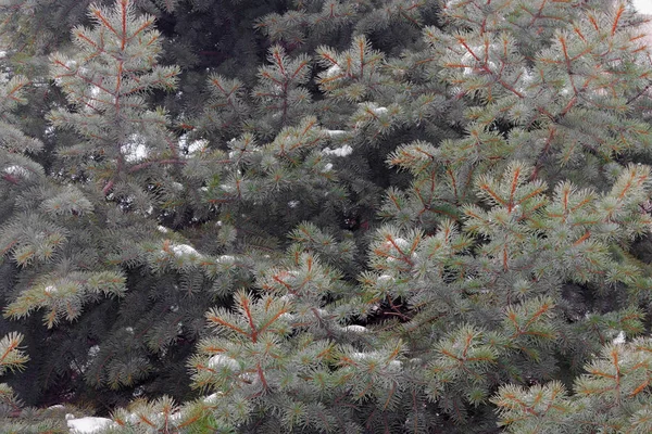 bir kürk ağacı veya çam ağacının yeşil dikenli dalları