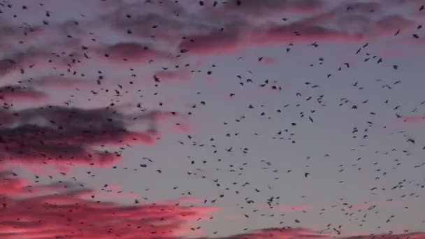 Troupeau d'oiseaux au coucher du soleil violet — Video