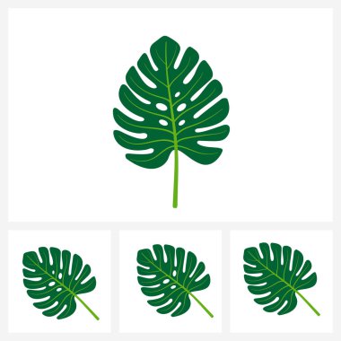 Canavar yaprağı, tropikal bitki yaprağı, basit düz vektör çizimi..