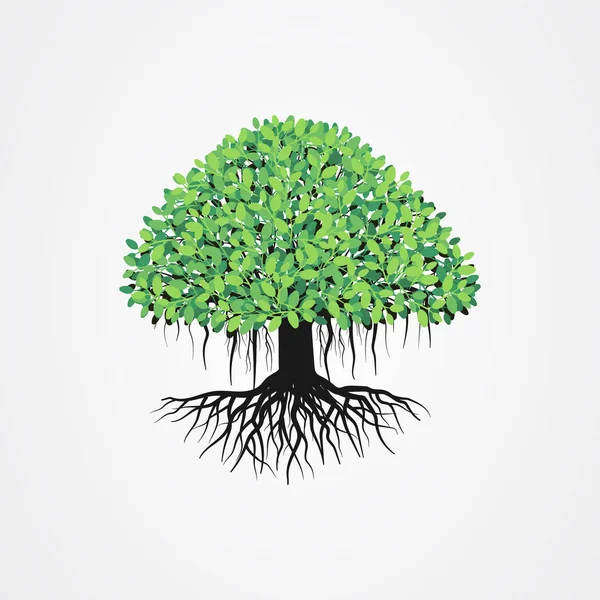 Banyan tree vector illustration with roots and green leaves. — 图库矢量图片