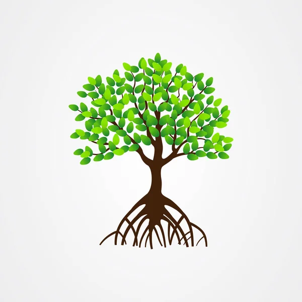 Mangrove fa gyökerek és zöld levelek vektor illusztráció. — Stock Vector