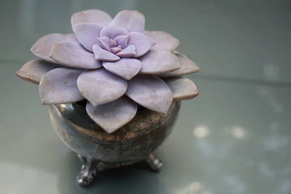 Succulent Pourpre Poudreux Jardinière Patinée Argentée Avec Pieds — Photo