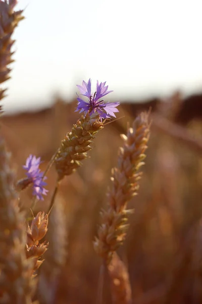 Buğday alan, gökyüzü, doğa