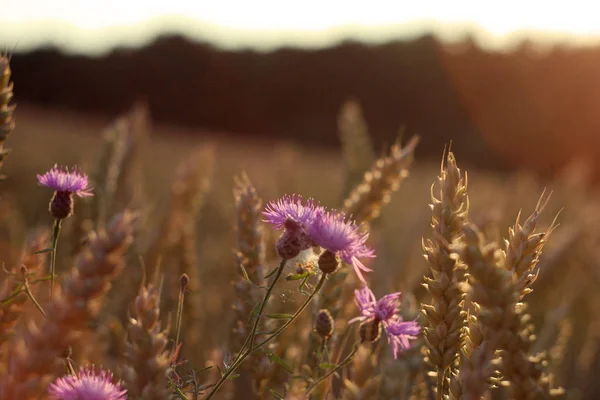 Buğday alan, gökyüzü, doğa