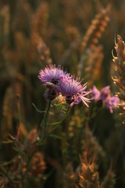 Buğday alan, gökyüzü, doğa