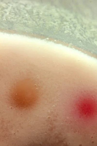 Makro yoğurt ve jelatin