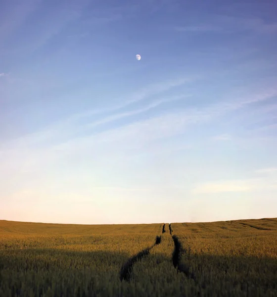 Buğday alan, gökyüzü, doğa