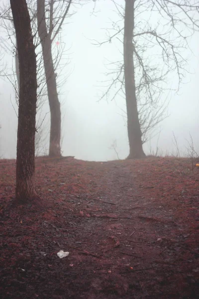 Nebbia nella foresta in autunno — Foto Stock