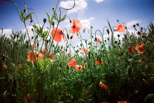 Champ coquelicots fleurs — Photo