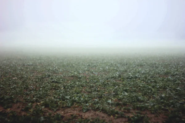 Mező a ködben — Stock Fotó