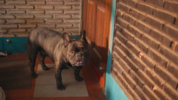 งเศส Bulldog านหน าของประต — ภาพถ่ายสต็อก