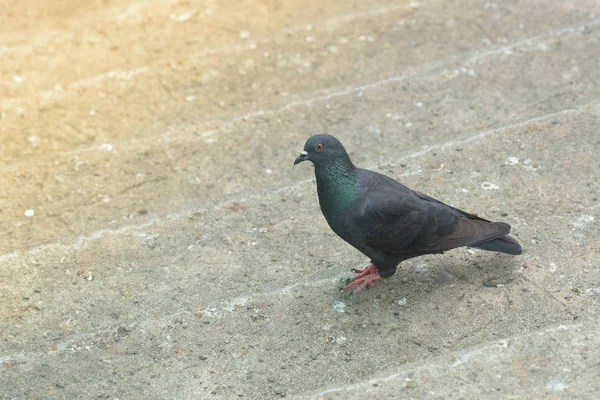 Schwarze Tauben sprangen die Treppe hinunter. — Stockfoto