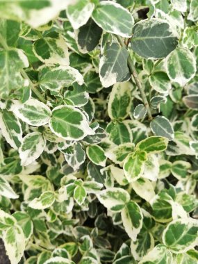Fortune's Spindle Macro Photo of Green and White Leaves Making Beautiful Pattern