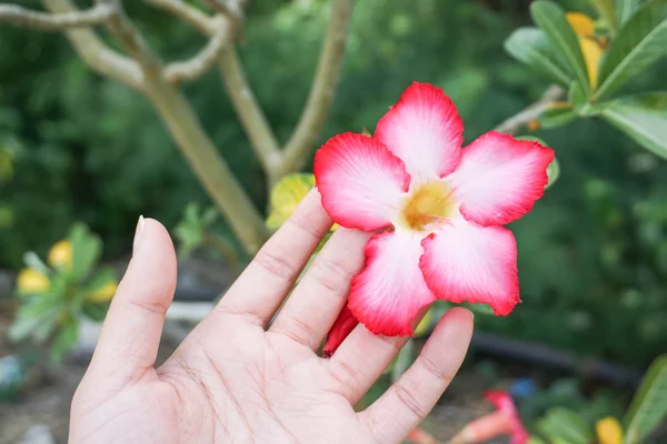 Roze Bignonia in vrouw hand — Stockfoto