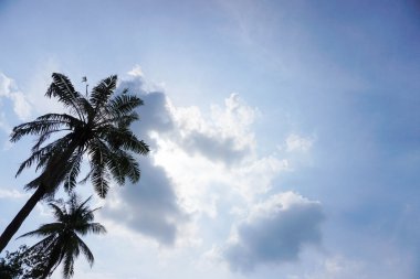 Sol üzerinde Hindistan cevizi ağacı ile derin mavi gökyüzü